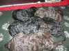 Chiots en Finlande de Boreali Adarose et Delco Opus Un en O.
4 males 
2 marrons/ 2 noirs
1 femelle noire.